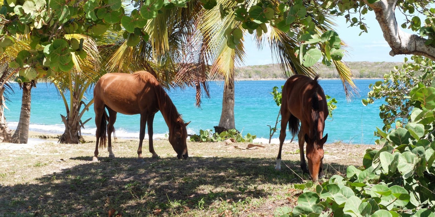 Wild Horses near the ocean in Vieques, Puerto Rico