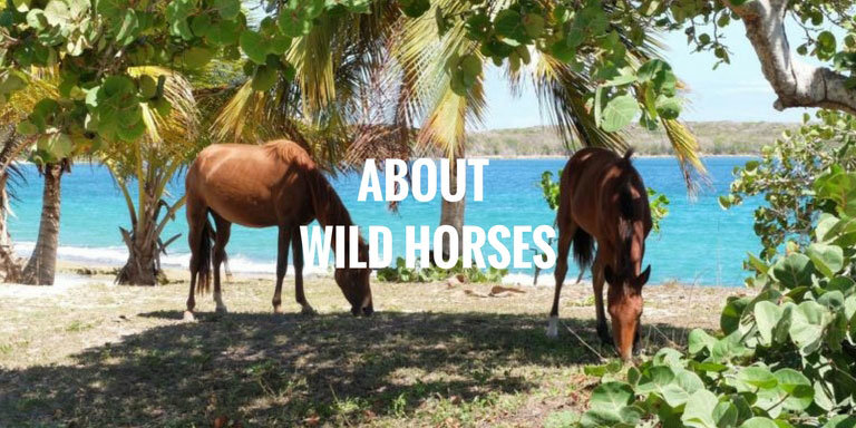 Horses768x384text